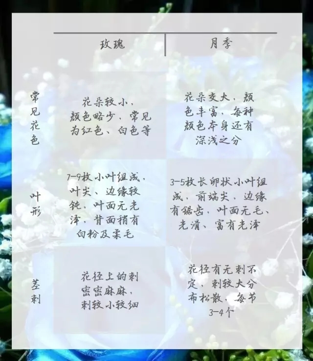 情人節！你收到的是“玫瑰”還是“月季”？