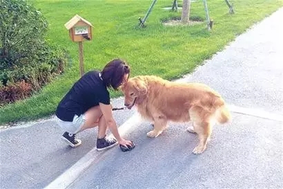 如何做一名合格的鏟屎官？