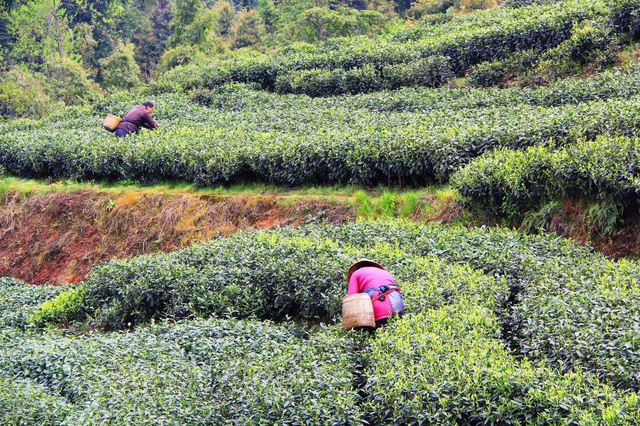 中國歷史上最嚴重的一次知識產權失竊案