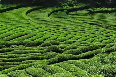 號稱日本授權的宇治小山園竟是中國制造？