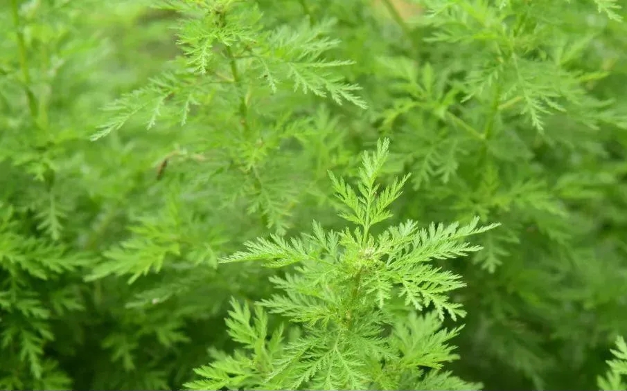 清明踏春，你留意到這些地理標志產品了嗎？