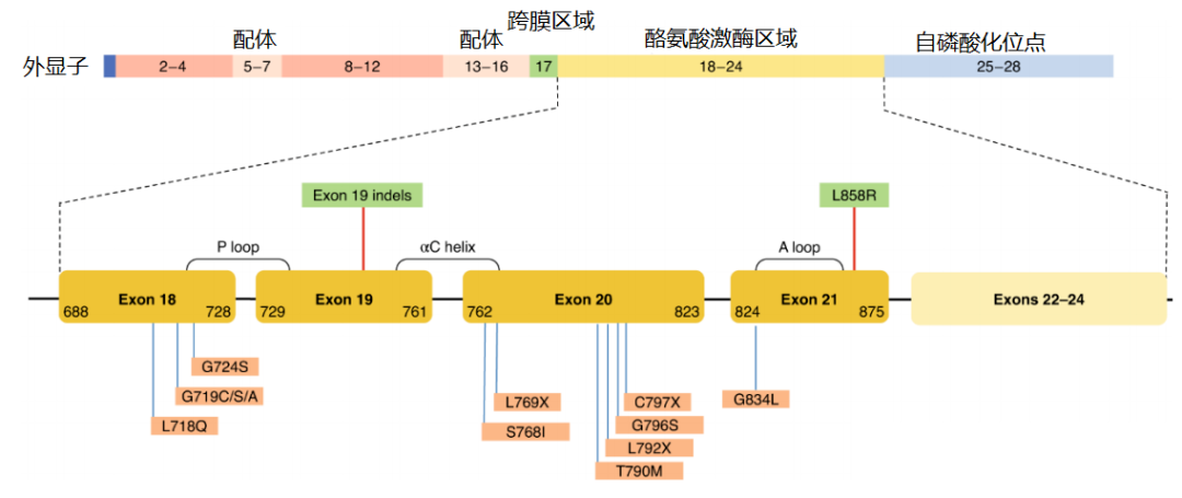 價值140億元的化合物專利規避，阿斯利康哭了（研發和IP必讀，專利規避這一篇就夠了）
